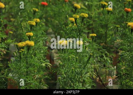 Gelb- und Orange-Gelbtöne, Blumenhintergrund (Tagetes erecta, mexikanische Ringelblume, Aztekische Ringelblume, afrikanische Ringelblume). Stockfoto