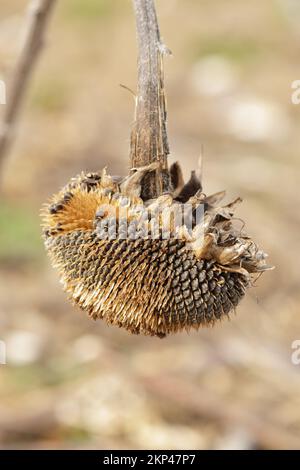 Sonnenblumenfeld. Erntezeit im Betrieb. Getrocknete Pflanzenstämme auf einem Feld. Stockfoto