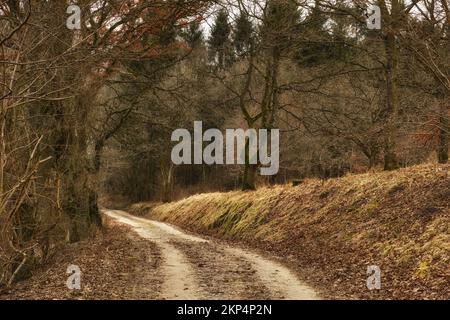 Landstraßen. Eine Landstraße, die durch einen Herbstwald führt. Stockfoto