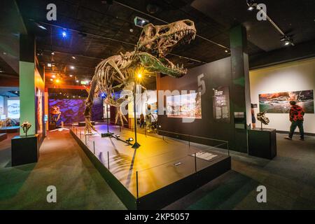 Adelaide, Australien. 28. November 2022 Eine Nachbildung des Tyrannosaurus Rex. Im South Australian Museum wird eine Ausstellung über sechs Aussterbe präsentiert, die die Geschichte der wichtigsten Dinosaurierräuber in jeder geologischen Periode durch die fünf großen Massenaussterbe auf der Erde verfolgt. Und betrachtet die aktuelle Aussterbungskrise, die sechste Ausrottung und was wir tun können, um Credit zu helfen: amer Ghazzal/Alamy Live News Stockfoto