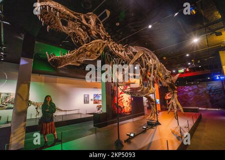 Adelaide, Australien. 28. November 2022 Eine Nachbildung des Tyrannosaurus Rex. Im South Australian Museum wird eine Ausstellung über sechs Aussterbe präsentiert, die die Geschichte der wichtigsten Dinosaurierräuber in jeder geologischen Periode durch die fünf großen Massenaussterbe auf der Erde verfolgt. Und betrachtet die aktuelle Aussterbungskrise, die sechste Ausrottung und was wir tun können, um Credit zu helfen: amer Ghazzal/Alamy Live News Stockfoto