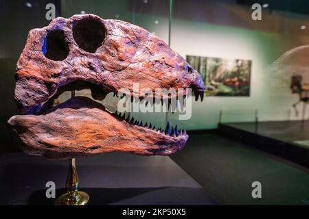 Adelaide, Australien. 28. November 2022 Im South Australian Museum wird eine Ausstellung über sechs Aussterbe präsentiert, die die Geschichte der wichtigsten Dinosaurierräuber in jeder geologischen Periode durch die fünf großen Massenaussterbe auf der Erde verfolgt. Und betrachtet die aktuelle Aussterbungskrise, die sechste Ausrottung und was wir tun können, um Credit zu helfen: amer Ghazzal/Alamy Live News Stockfoto