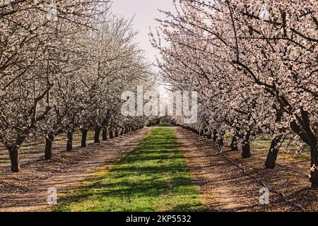 Mandelfarm im Frühling, Reihen weißer blühender Bäume. Modesto, Kalifornien Stockfoto