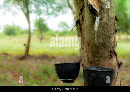 Klopfen von Gummi im Garten mit Gummibäumen. Naturlatex aus para-Kautschuk-Pflanze extrahiert. Gummibaum Plantage. Die milchige Flüssigkeit oder der Latex sickert Stockfoto