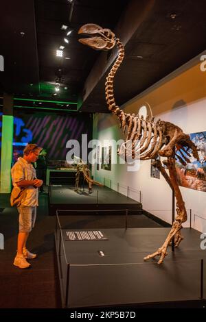 Adelaide, Australien. 28. November 2022 Eine Nachbildung des Skeletts von Dromornis Stirtoni. Im South Australian Museum wird eine Ausstellung über sechs Aussterbe präsentiert, die die Geschichte der wichtigsten Dinosaurierräuber in jeder geologischen Periode durch die fünf großen Massenaussterbe auf der Erde verfolgt. Und betrachtet die aktuelle Aussterbungskrise, die sechste Ausrottung und was wir tun können, um Credit zu helfen: amer Ghazzal/Alamy Live News Stockfoto