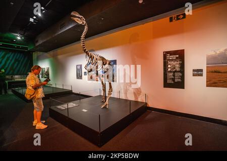 Adelaide, Australien. 28. November 2022 Eine Nachbildung des Skeletts von Dromornis Stirtoni. Im South Australian Museum wird eine Ausstellung über sechs Aussterbe präsentiert, die die Geschichte der wichtigsten Dinosaurierräuber in jeder geologischen Periode durch die fünf großen Massenaussterbe auf der Erde verfolgt. Und betrachtet die aktuelle Aussterbungskrise, die sechste Ausrottung und was wir tun können, um Credit zu helfen: amer Ghazzal/Alamy Live News Stockfoto