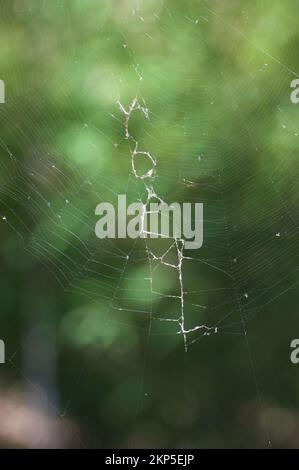 Im Zoo von Melbourne hängt ein riesiges Spinnennetz in den Bäumen. Orb Weaver (Araneus spp.) Spinnen sind groß und bauen sehr große Netze, um große Insekten zu fangen. Stockfoto