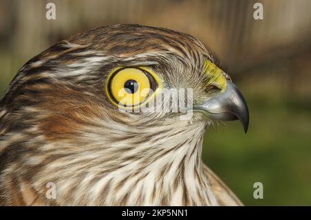 Detaillierte Nahaufnahme auf dem Kopf eines europäischen Sperber, Accipiter nisus, mit seinen hohen gelben Augen Stockfoto