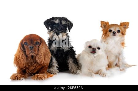 Kleine Hunde vor weißem Hintergrund Stockfoto