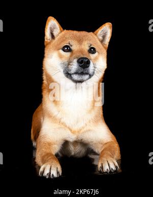 shiba inu vor schwarzem Hintergrund Stockfoto