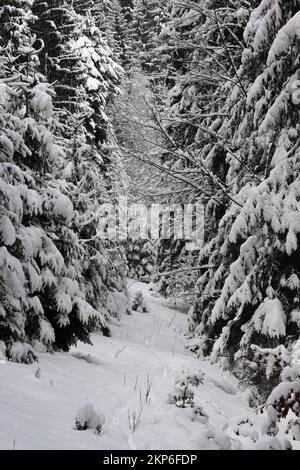 Ein Pfad mit frischem Schnee verläuft zwischen hohen Tannen, deren Äste sich unter dem frischen Schnee biegen Stockfoto