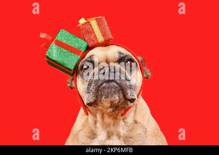 Süßer französischer Bulldog mit Chritsmas-Geschenkbox Stirnband auf rotem Hintergrund Stockfoto