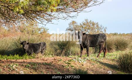 Junger Camargue-Stier in Südfrankreich. Stiere, die in den Teichen der Camargue für die Camargue-Rennen gezüchtet wurden. Stockfoto