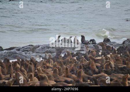 Kolonie der Seehunde in Cape Cross Namibia Afrika Stockfoto