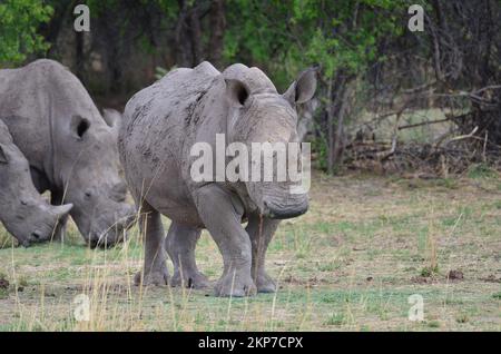 Weißes Nashorn in Savanne Namibia Afrika Breitmaul Nashorn Stockfoto