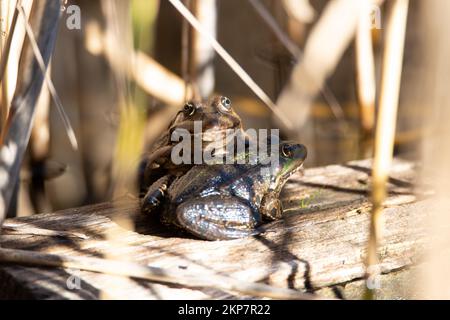 AGA Kröte, Bufo Marinus auf einem Baumstamm sitzend, Amphibienbewohner im Feuchtgebiet-Ökosystem, Haff Reimech Stockfoto