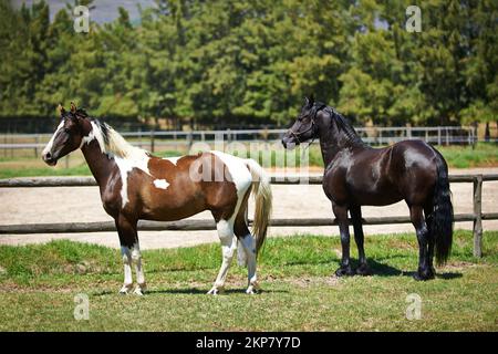 Ich halte die Augen offen. Zwei Pferde stehen auf einem Feld auf einer Ranch. Stockfoto