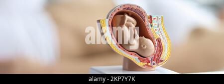 Embryo-Modell, Womans Fortpflanzungssystem, Baby im Bauch, pädagogische Miniatur Stockfoto