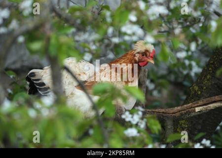 Hausgeflügel, Freilandhühner, Sulmtaler-Rasse, auf dem Hahnenbaum in einer blühenden Wildkirsche, Niederösterreich, Österreich, Europa Stockfoto
