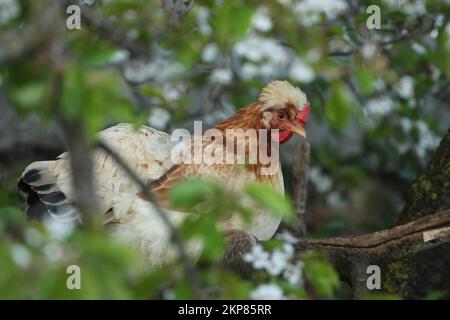 Hausgeflügel, Freilandhühner, Sulmtaler-Rasse, auf dem Hahnenbaum in einer blühenden Wildkirsche, Niederösterreich, Österreich, Europa Stockfoto