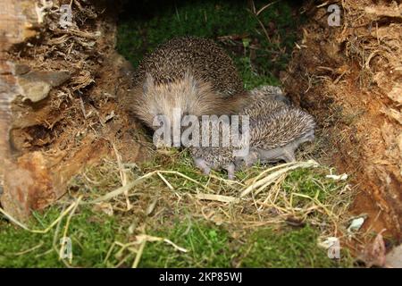 Europäischer Igel (Erinaceus europaeus) weiblich mit 13-Tage-Jüngling, der gerade die Augen öffnet, Allgäu, Bayern, Deutschland, Europa Stockfoto