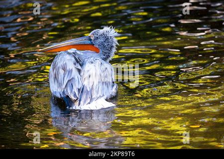 Ein dalmatinischer Pelikan, der auf dem Wasser schwimmt Stockfoto