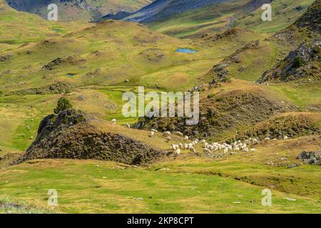 Eine Gruppe von Schafen gräbt auf den grünen Wiesen der französischen Pyrenäen Stockfoto