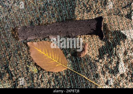 Ein separates trockenes Blatt der Herbstzeit Stockfoto