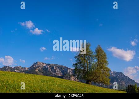 Blühender Löwling (Taraxacum) und einzelne englische Eiche (Quercus robur), Tegelberg und Schloss Neuschwanstein im Hintergrund, Naturlandschaft in der Nähe Stockfoto