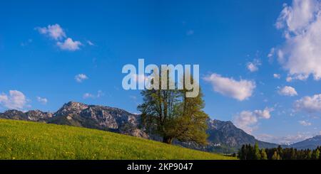 Blühender Löwling (Taraxacum) und einzelne englische Eiche (Quercus robur), Tegelberg und Schloss Neuschwanstein im Hintergrund, Naturlandschaft in der Nähe Stockfoto