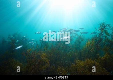 Sonnenlicht unter Wasser mit bogenfischen und Algen im Ozean, Ostatlantik, Spanien, Galicien Stockfoto