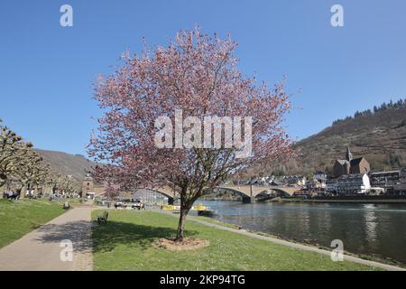 Promenade am Ufer der Mosel mit Kirschblüte und Skagerrak-Brücke, Cochem, untere Mosel, Rheinland-Pfalz, Deutschland, Europa Stockfoto