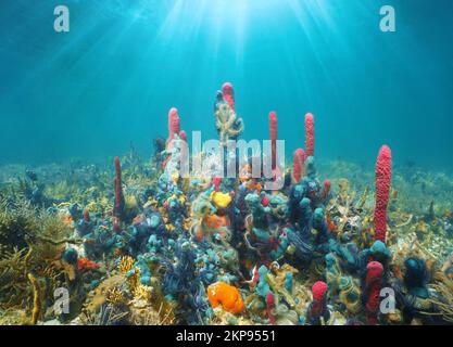 Sonnenlicht unter Wasser mit bunten Meeresbewohnern im karibischen Meer (Riff mit Meeresschwämmen und brüchigen Sternen), Mittelamerika Stockfoto