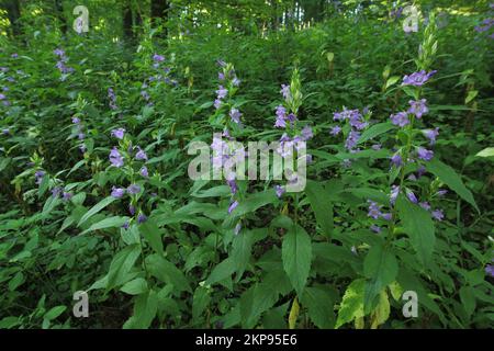 Blattblume (Campanula latifolia), Kesselrain, lange Rhön, Biosphärenreservat, UNESCO, Low Mountain Range, Hesse, Rhön, Deutschland, Europa Stockfoto