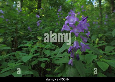 Blattblume (Campanula latifolia), Kesselrain, lange Rhön, Biosphärenreservat, UNESCO, Low Mountain Range, Hesse, Rhön, Deutschland, Europa Stockfoto