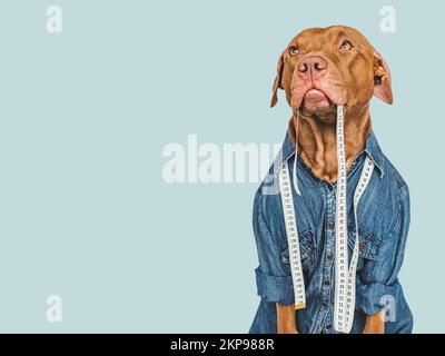 Ein liebenswertes, hübsches Hündchen, das Maßband und ein Stück Stoff hält. Nahaufnahme, drinnen. Studioaufnahme. Konzept der Reparatur und Anpassung Stockfoto