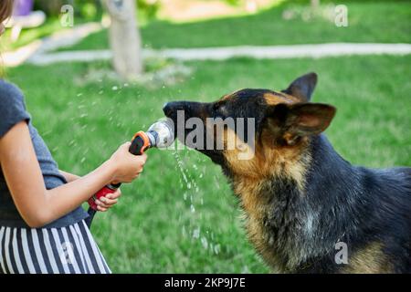 Kleines Mädchen sprüht etwas Wasser aus dem Schlauch für ihren Hund Schäferhund an einem heißen Sommertag im Hinterhof zu Hause, verspielt, Hund versucht, Wasser aus ga zu fangen Stockfoto