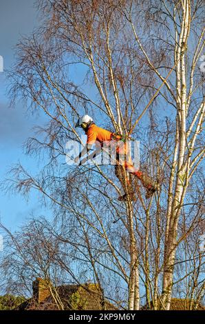 Der Baumchirurg schneidet die Silberbirke Stockfoto