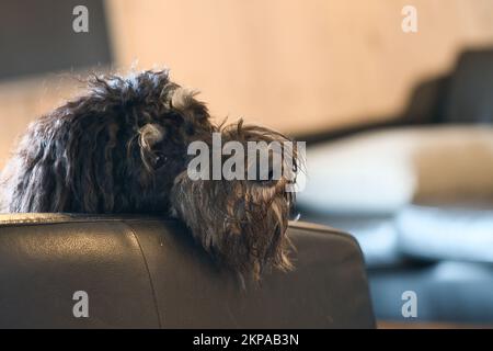 Goldendoodle liegt entspannt auf dem Sessel. Familienhund chillen. Tierfoto eines Hundes Stockfoto