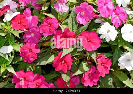 Neue Guinea-Impatiens-Blumen im Garten Stockfoto