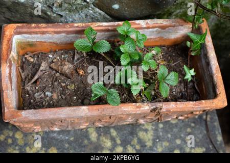 Rechteckiger Tontopf mit junger frischer Erdbeerpflanze. Erdbeere im Freien. Obst zu Hause anbauen. Grüne Blätter. Alter Blumenbehälter. Ein bisschen Stockfoto