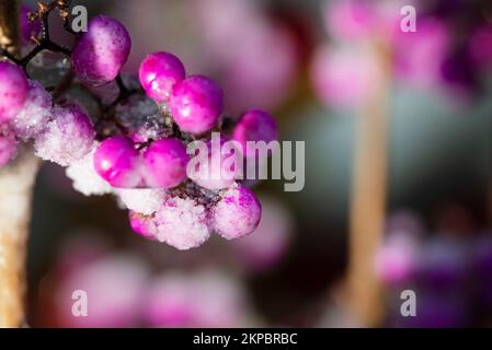 Schnee und eisbedeckte violette Beautyberry im Garten. Stockfoto