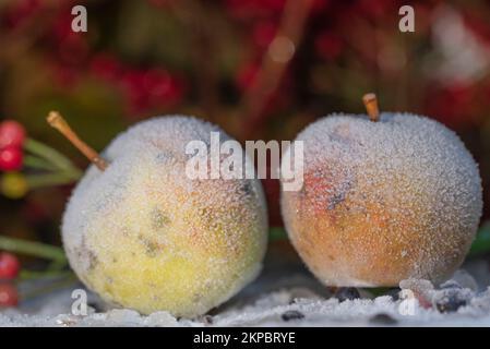 Gefrorene Äpfel liegen im Winter im Schnee. Stockfoto