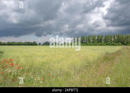 Landwirtschaftliche Nutzflächen in Monheimer Rheinbogen in der Nähe des Rheins, Monheim am Rhein, Nordrhein-Westfalen, Deutschland Stockfoto