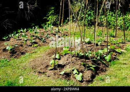 Frisch gepflanzter Gemüsegarten - John Gollop Stockfoto