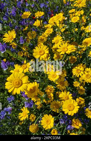 Nahaufnahme von gelben Mais-Ringelblumen und blauen Echiumblumen an einer Wildblumen-Gartengrenze im Sommer England Großbritannien Großbritannien Großbritannien Großbritannien Stockfoto