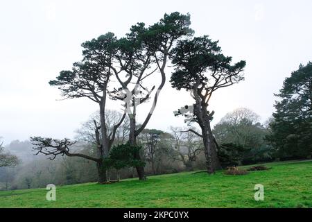 Bäume im Winter, Trelissick, Cornwall, Großbritannien – John Gollop Stockfoto
