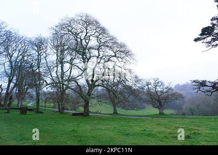 Bäume im Winter, Trelissick, Cornwall, Großbritannien – John Gollop Stockfoto