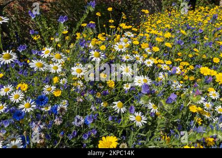 Gelbkorn Marigolds Weiße Gänseblümchen und blaue Echiumblumen wachsen in einer Wildblume Wildblumen Wiese Gartengrenze im Sommer England Großbritannien Stockfoto