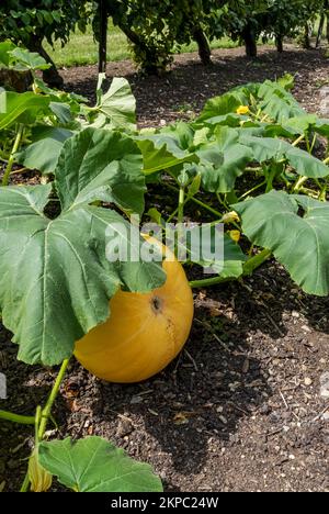 Nahaufnahme der Cucrbitaceae cucurbita maxima Kürbis „Gelbe Hundertgewichtssorte“, die im Herbst in einem Gemüsegarten in England wächst Stockfoto